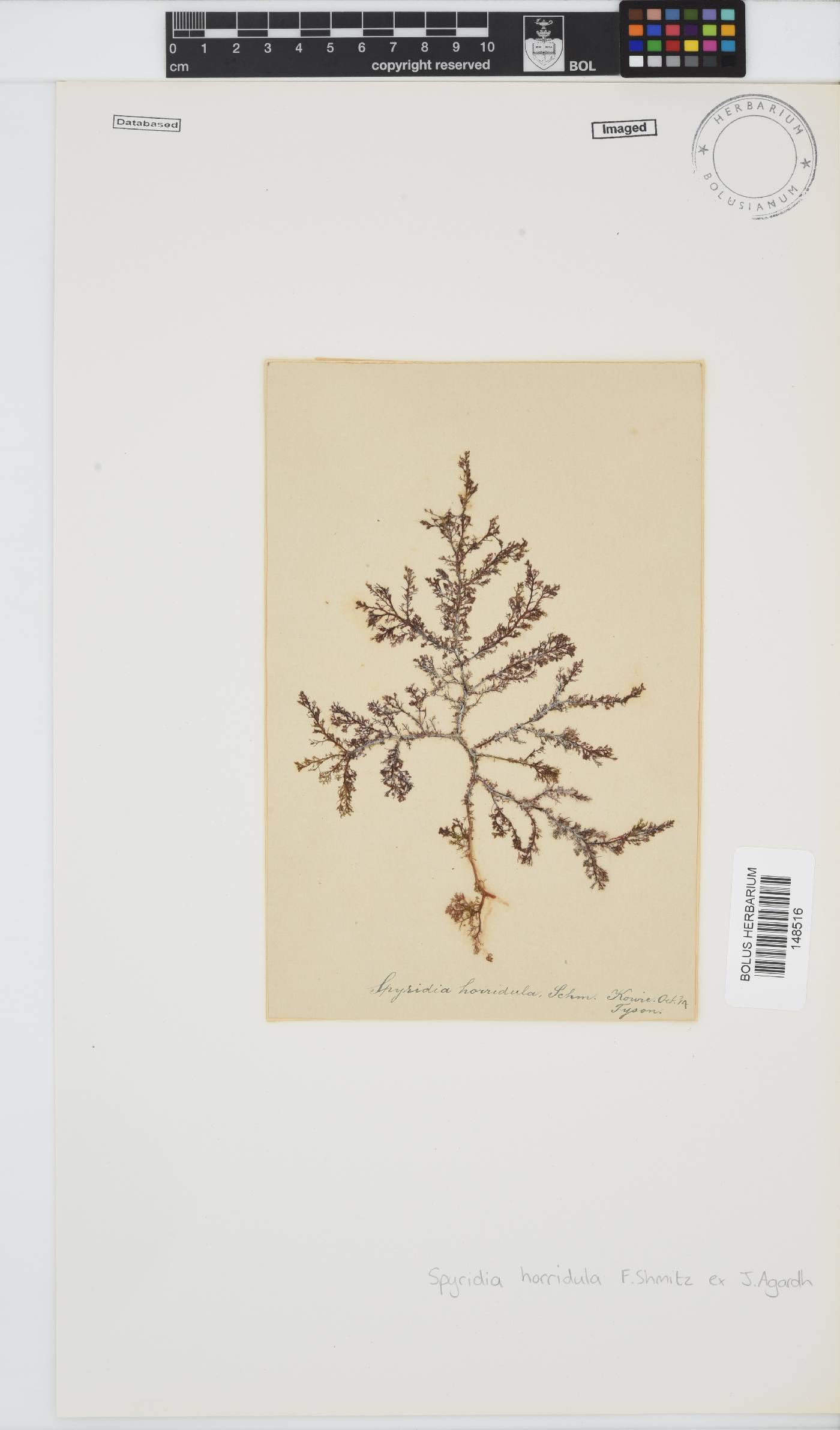 Spyridia horridula image