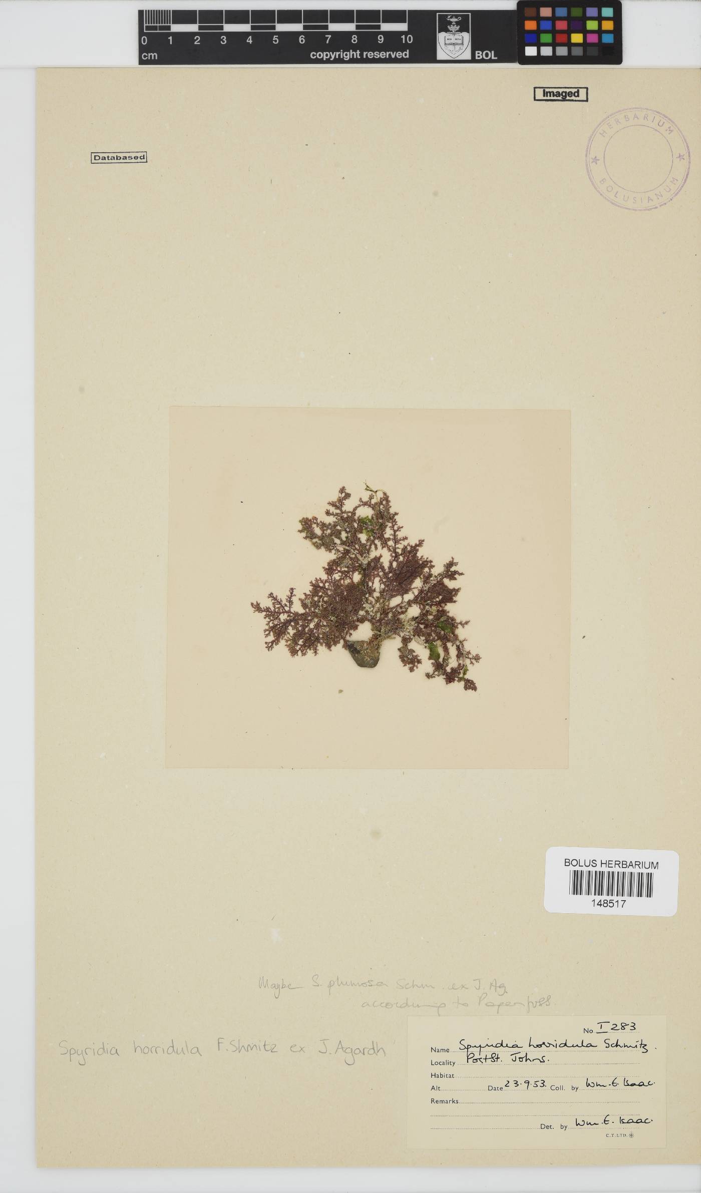 Spyridia horridula image