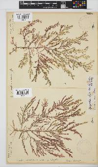 Spyridia horridula image