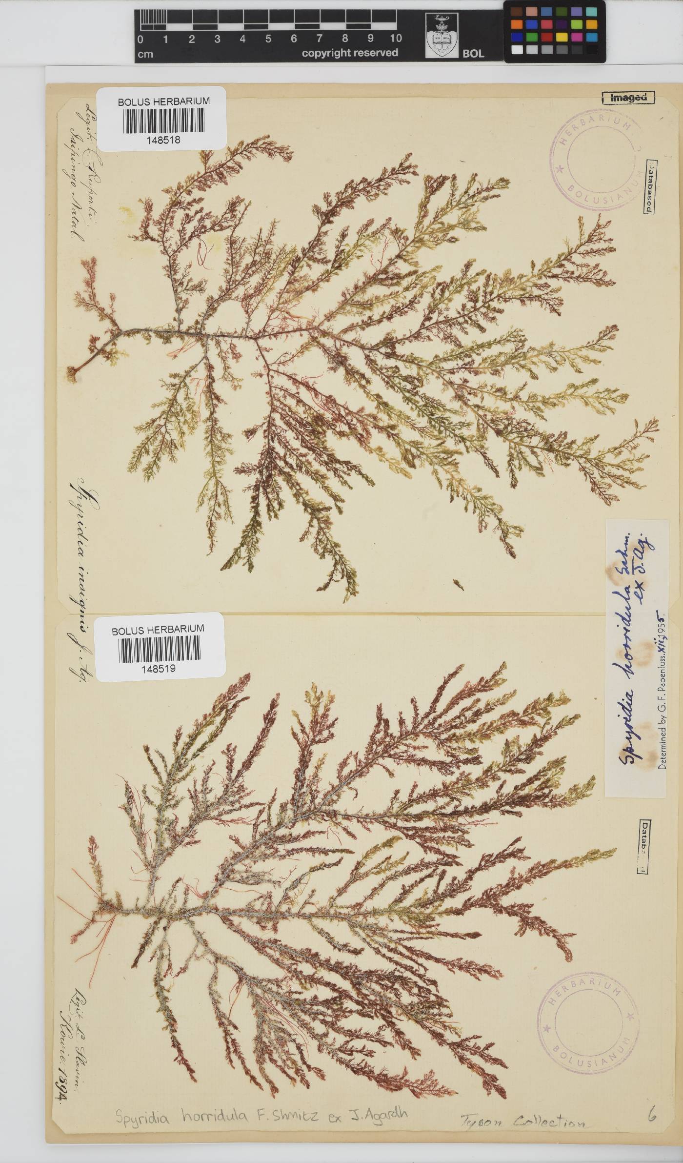 Spyridia horridula image