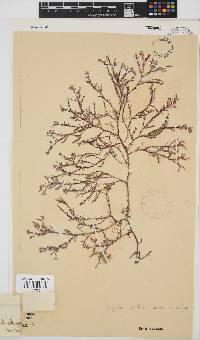 Spyridia horridula image