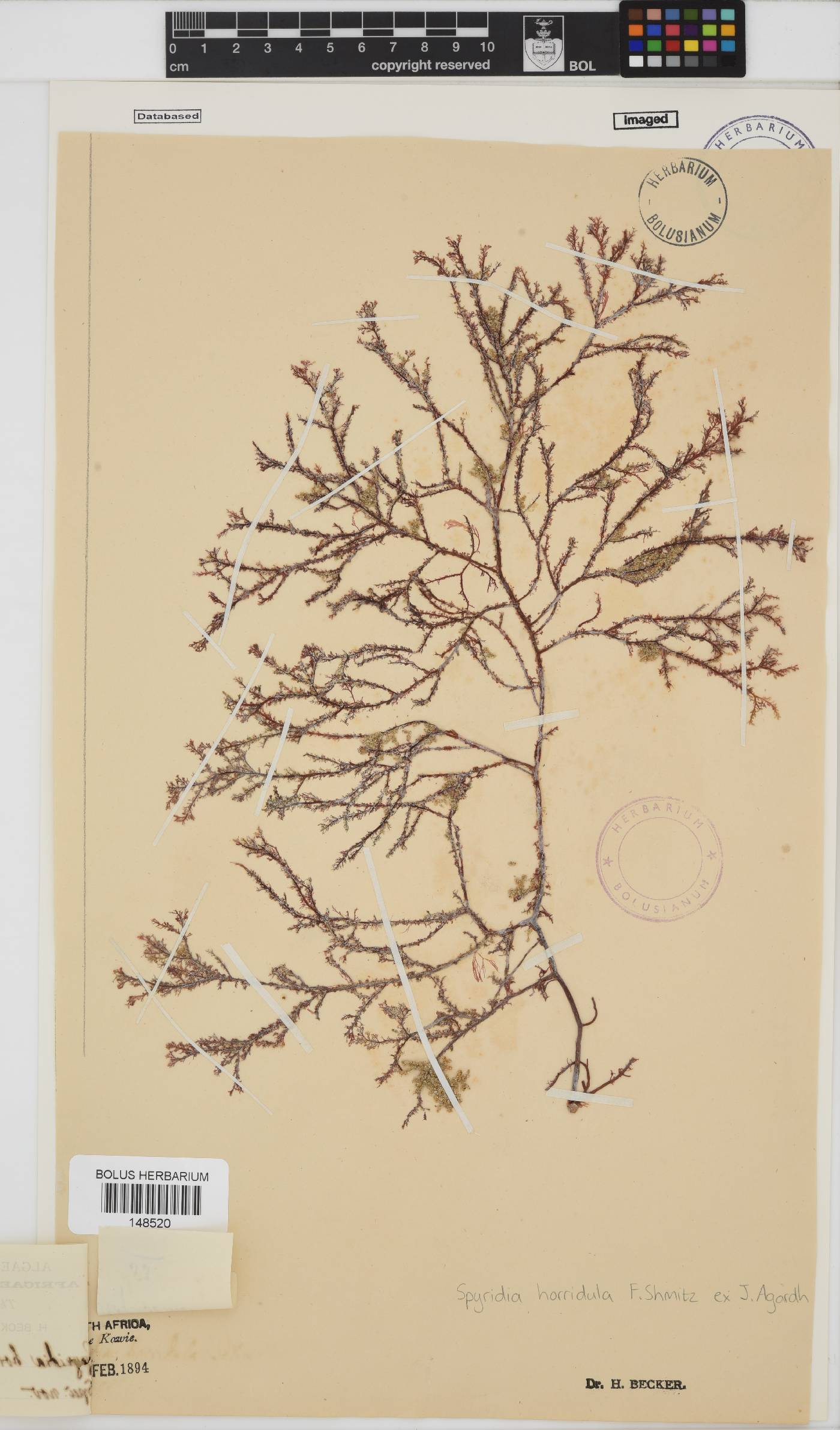 Spyridia horridula image