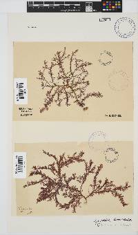 Spyridia horridula image