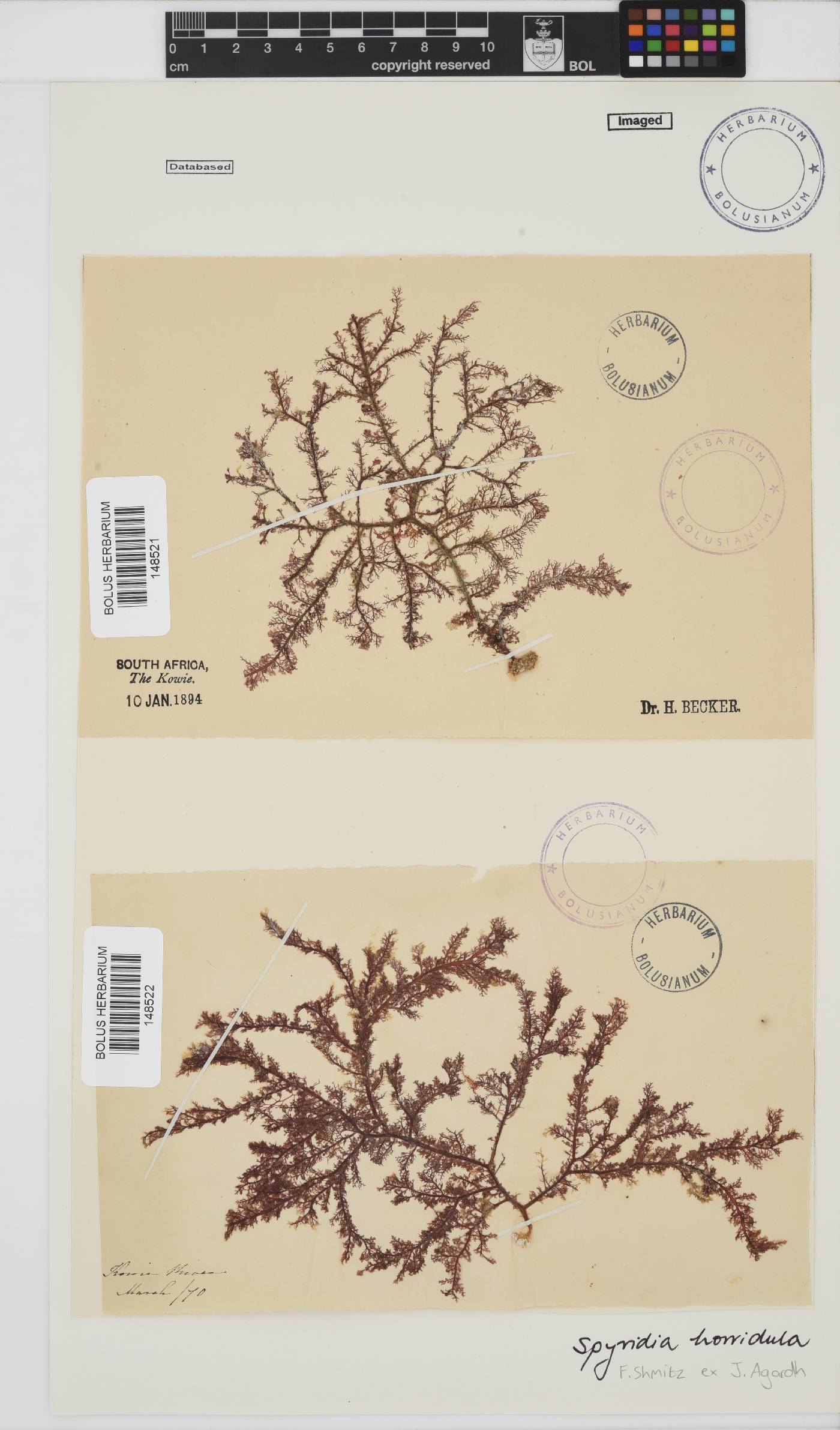 Spyridia horridula image