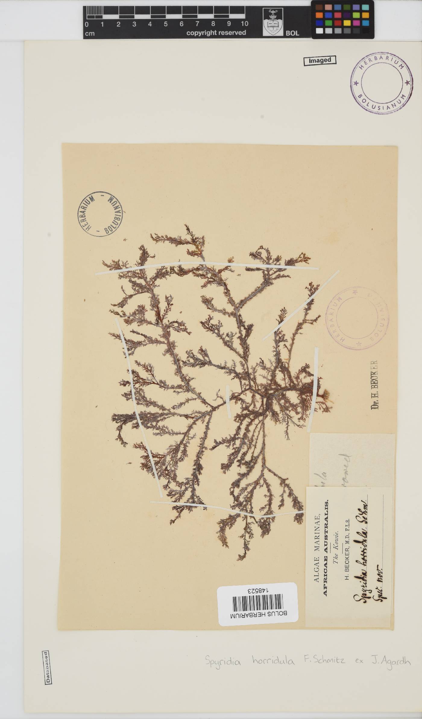 Spyridia horridula image