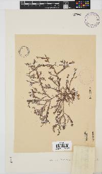 Spyridia horridula image