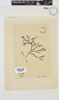 Spyridia horridula image