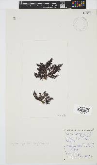 Spyridia hypnoides image