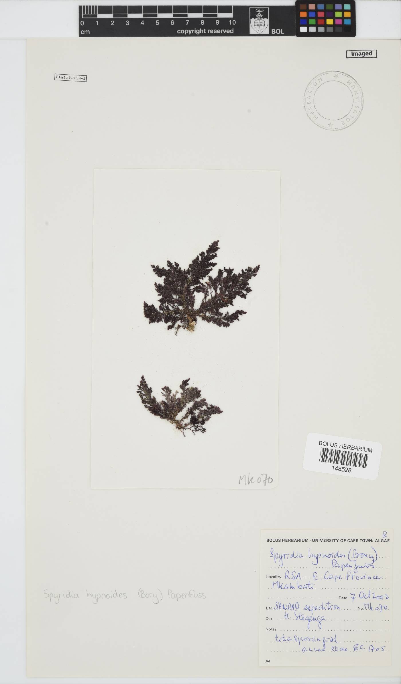 Spyridia image