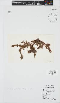 Spyridia hypnoides image