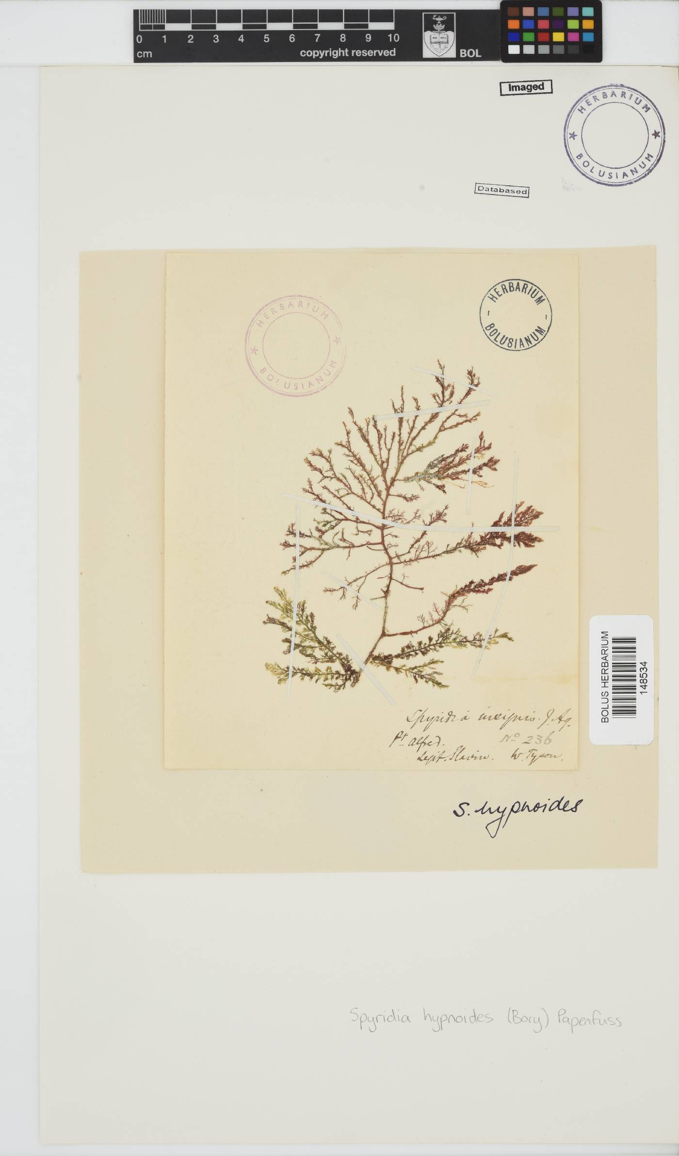 Spyridia hypnoides image