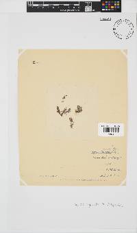 Spyridia hypnoides image
