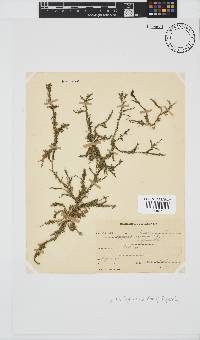 Spyridia hypnoides image