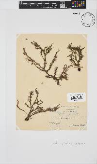 Spyridia hypnoides image