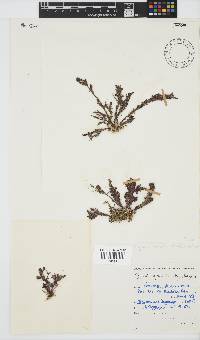Spyridia hypnoides image