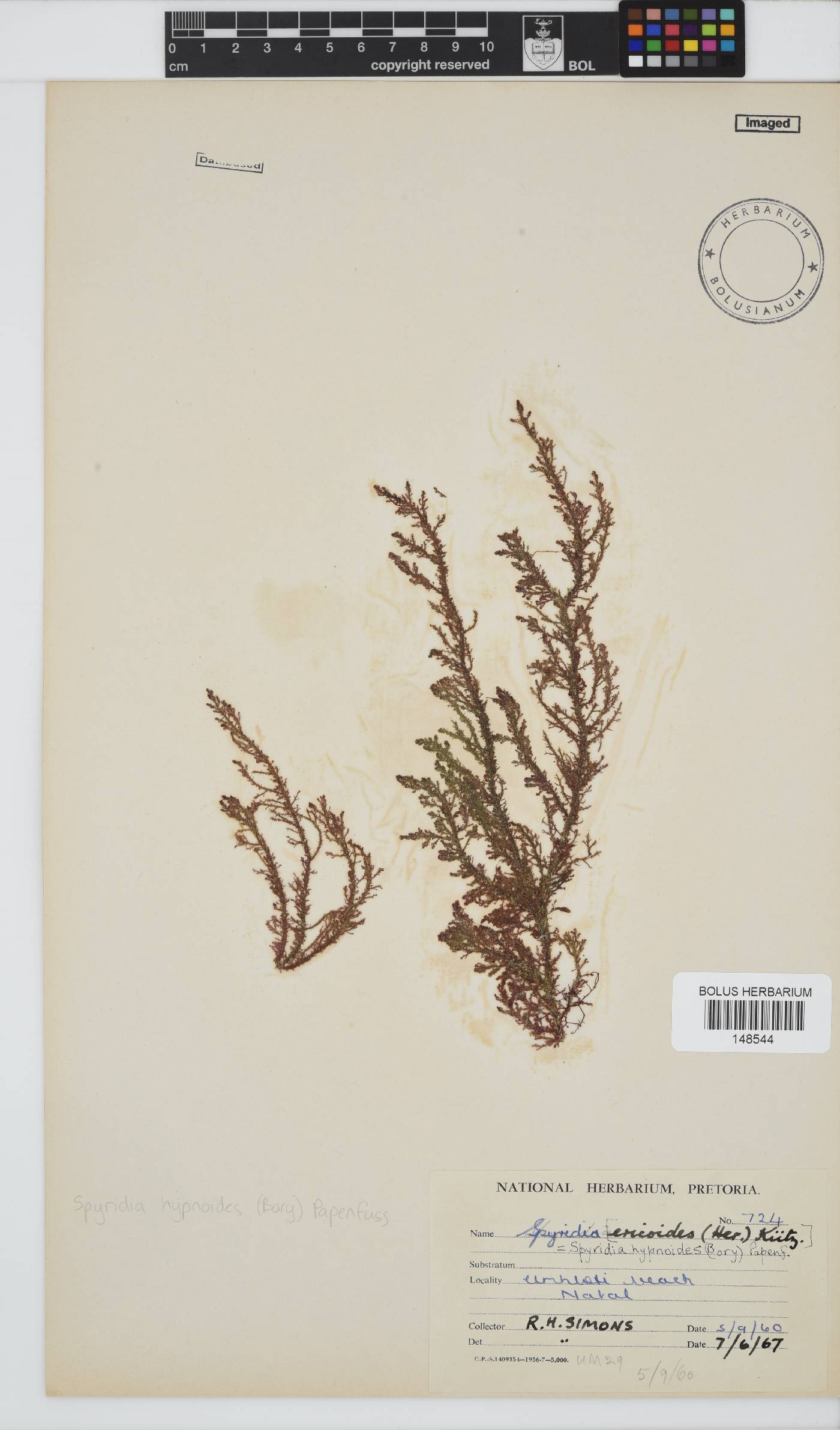 Spyridia hypnoides image