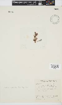 Spyridia hypnoides image
