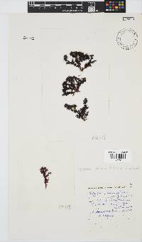 Spyridia plumosa image