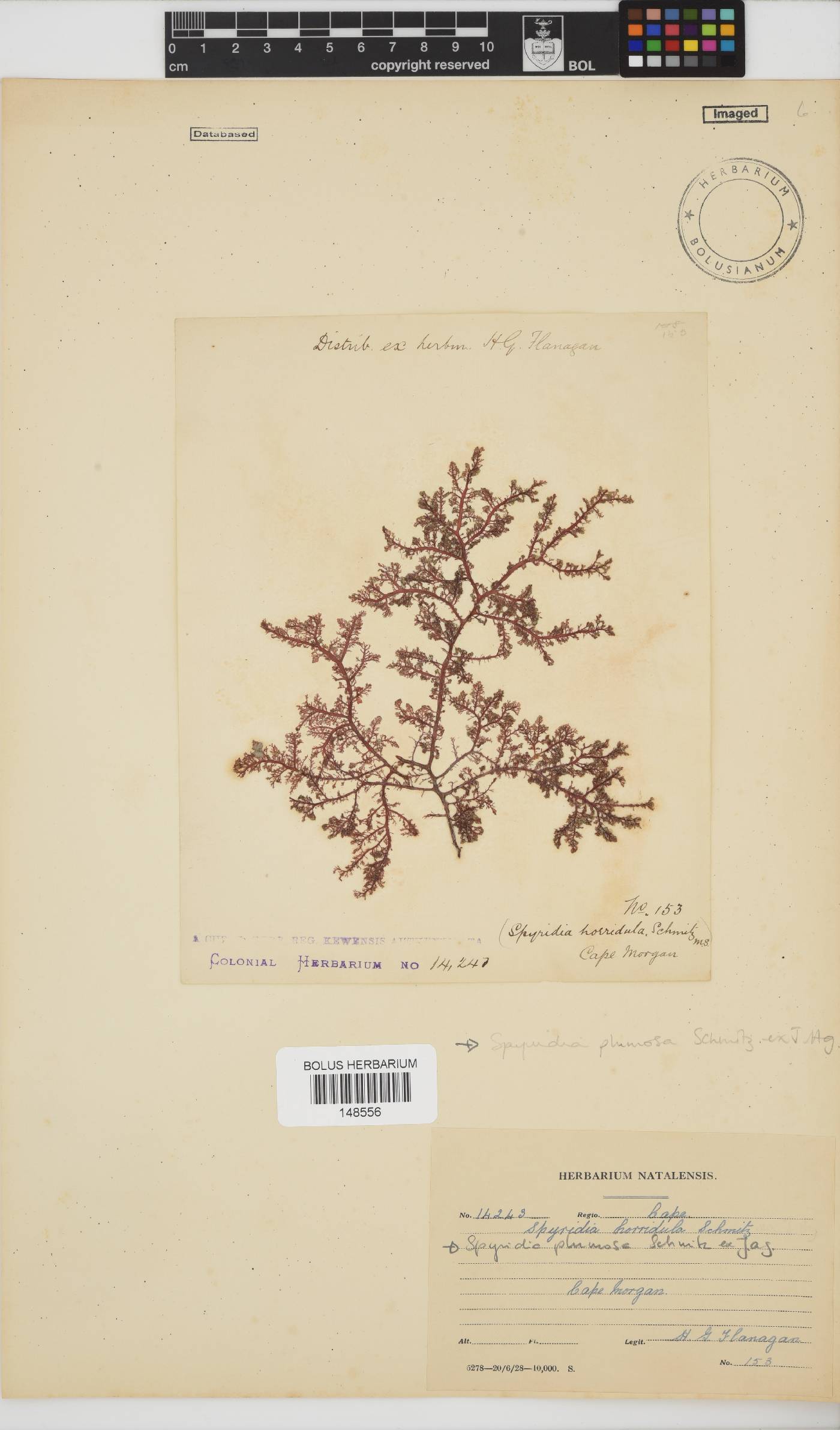 Spyridia plumosa image