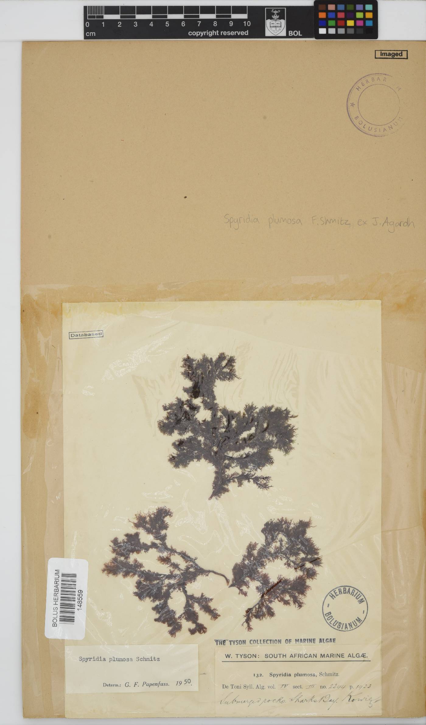 Spyridia plumosa image