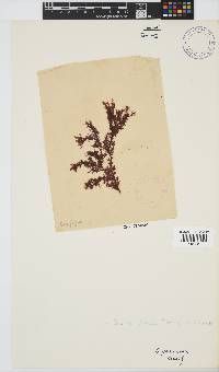 Spyridia plumosa image