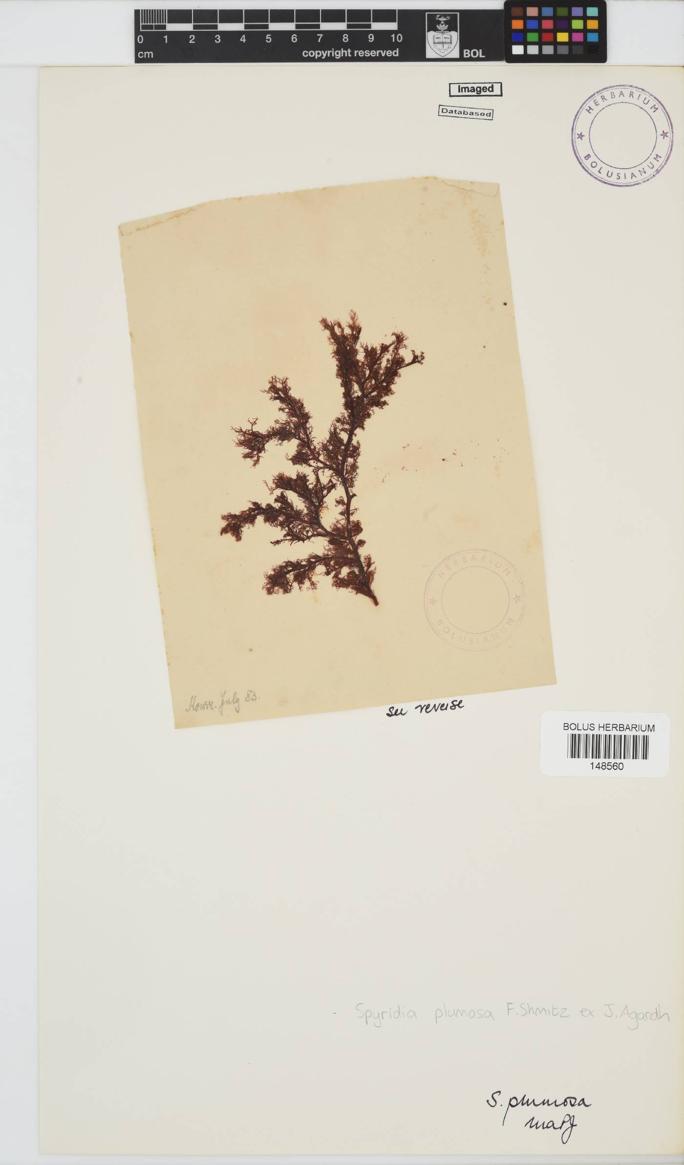 Spyridia plumosa image