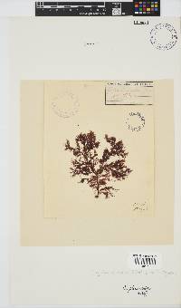 Spyridia plumosa image