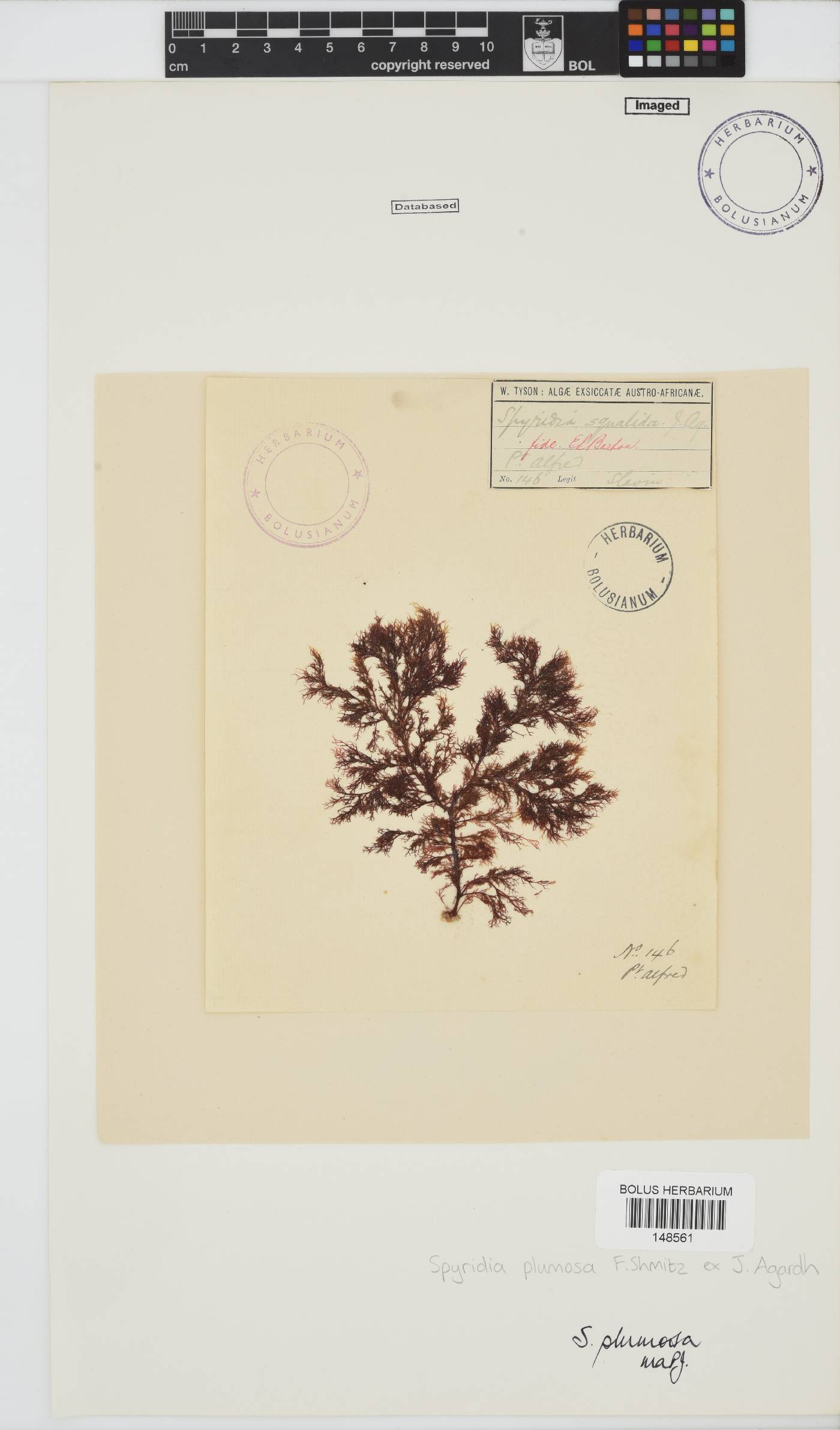 Spyridia plumosa image