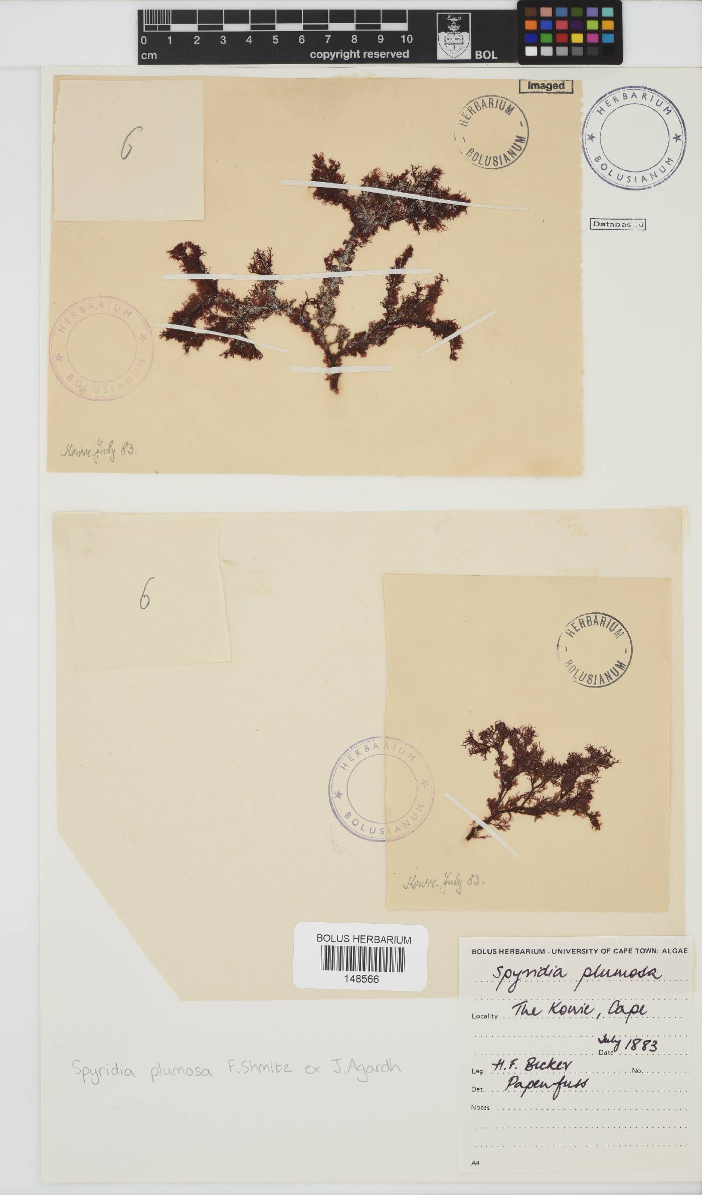 Spyridia plumosa image
