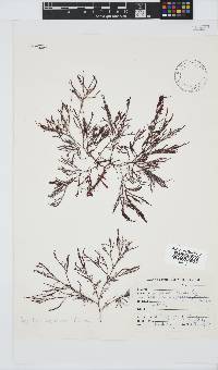 Spyridia cupressina image