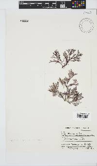 Spyridia cupressina image