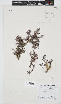 Spyridia cupressina image