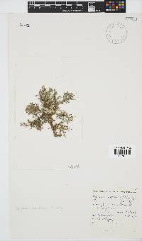 Spyridia cupressina image