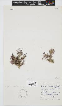Spyridia cupressina image