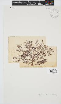Spyridia cupressina image