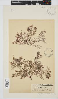 Spyridia cupressina image