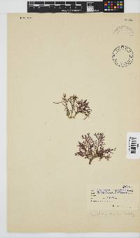 Spyridia cupressina image