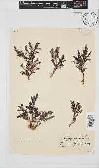 Spyridia cupressina image