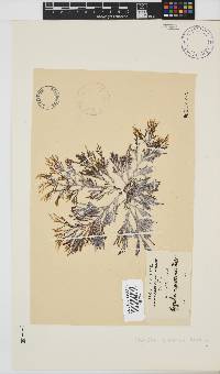 Spyridia cupressina image