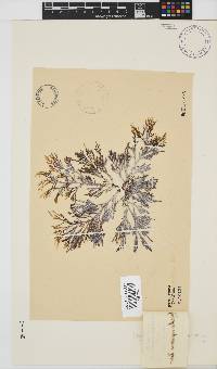 Spyridia cupressina image