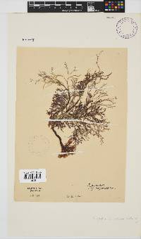 Spyridia cupressina image