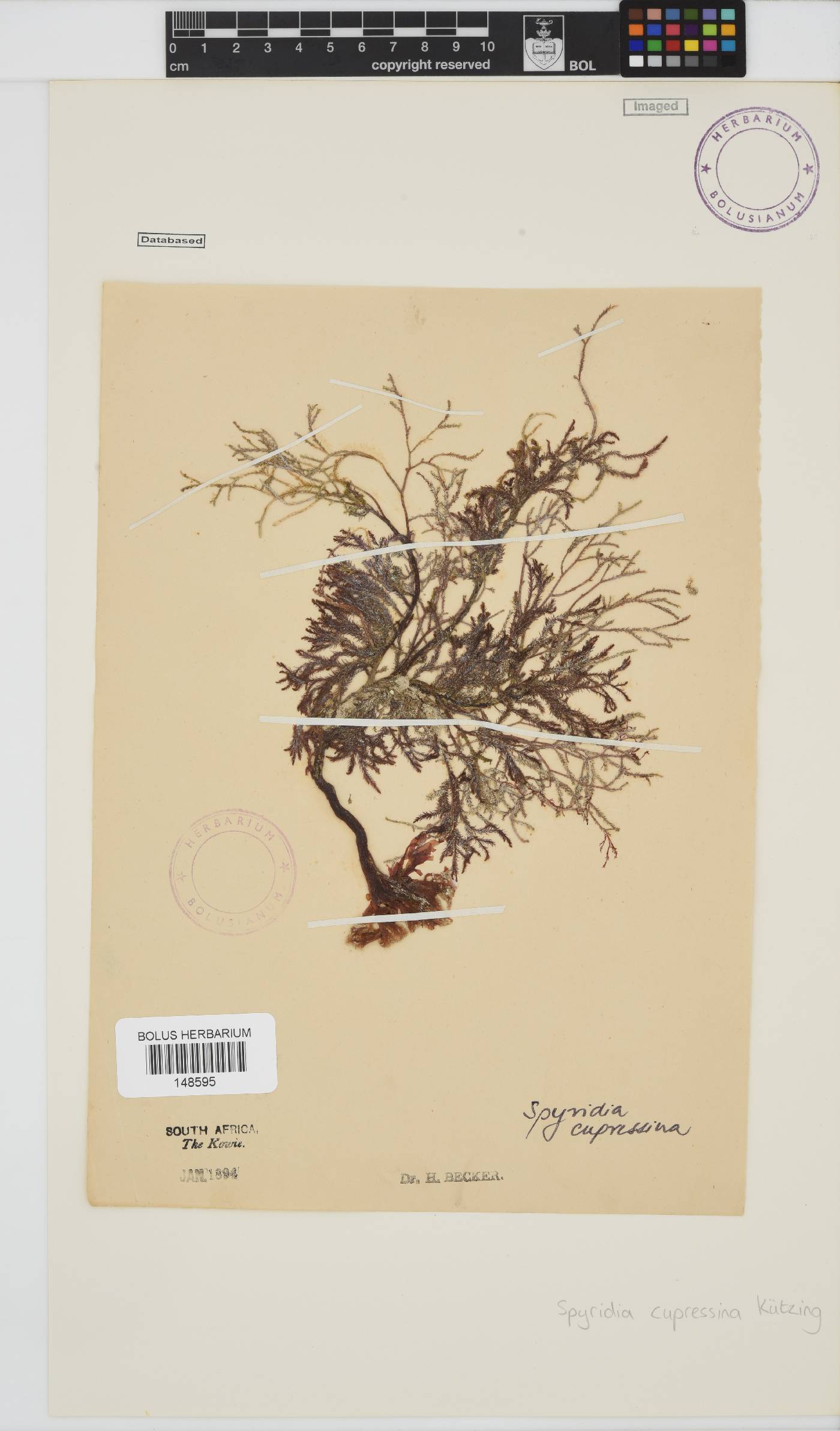 Spyridia cupressina image