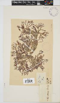 Spyridia cupressina image
