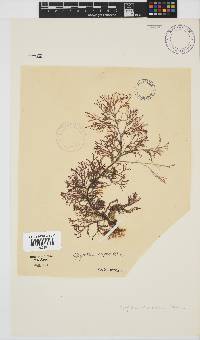 Spyridia cupressina image