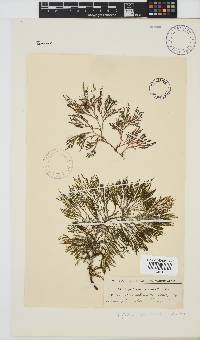 Spyridia cupressina image