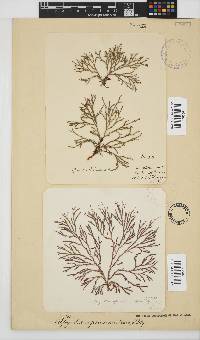 Spyridia cupressina image