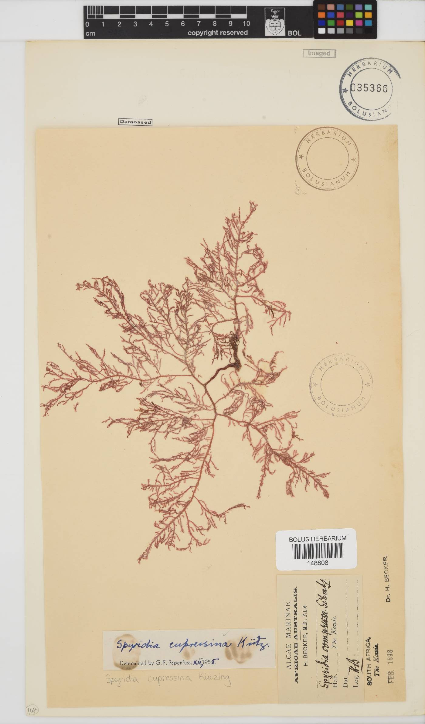 Spyridia cupressina image