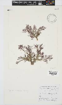 Spyridia cupressina image