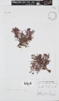 Spyridia cupressina image