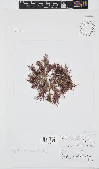 Spyridia cupressina image